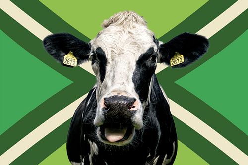 Portrait of a cow with Achterhoek flag