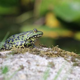 Teichfrosch von Matthias Brix