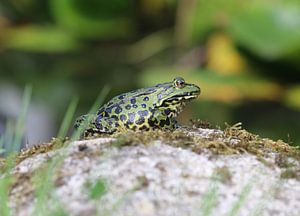 Teichfrosch
