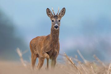 Jonge reebok staand op een geoogst stoppelveld op een zomerochtend van Mario Plechaty Photography