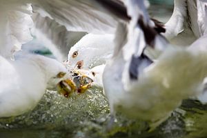 Fish fight - 1