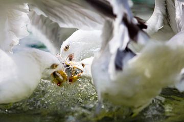 Fish fight - 1 van Erik van Rosmalen