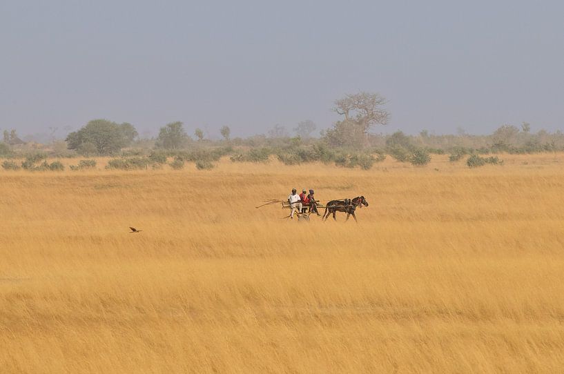 Kornweihe beim Flug über die Savanne im Senegal von Hans Hut