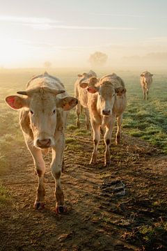 Close-up koeien tijdens zonsopkomst in het weiland van Anke Sol