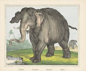 Elefante. / Éléphant. / Eléphant. / Olifant de J. Scotti, 1829 - 1880