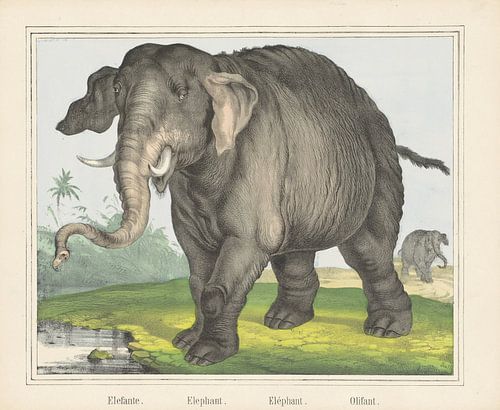 Elefante. / Elephant. / Eléphant. / Olifant van J. Scotti, 1829 - 1880