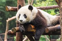 Reuzenpanda