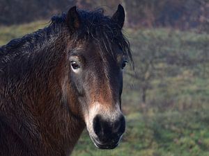 Nahaufnahme eines wilden braunen Konik-Pferdes, das in den Dünen frei herumläuft. von Cor Brugman