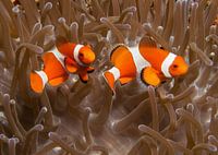 2 clownfish