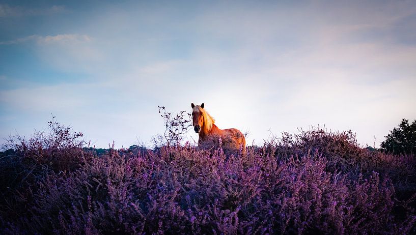 Flowering Heather by Arjen Uijttenboogaart
