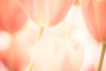 Een artistieke foto van tulpen bloemen met zachte pastel kleuren van Bas Meelker