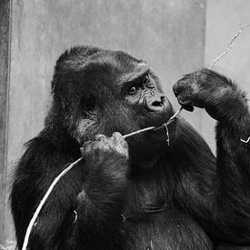 Gorilla von Kevin Vervoort