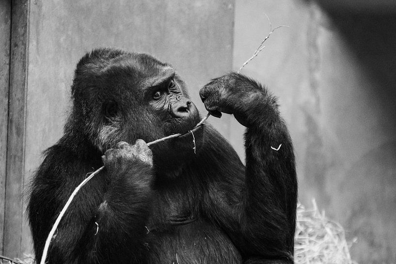 Gorilla von Kevin Vervoort