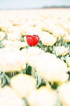 Red tulip in contract with yellow tulip - tulip field - netherlands - tourist spot