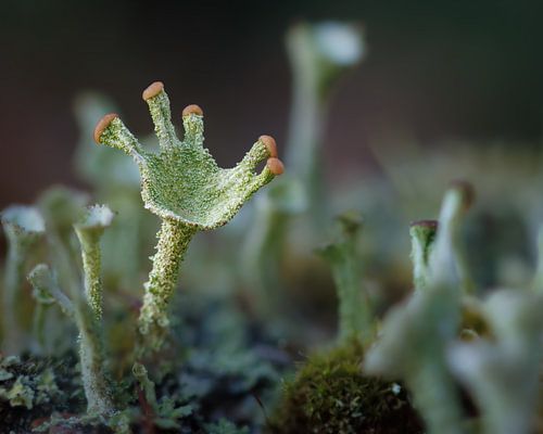 Branched Pixie-cup Lichen