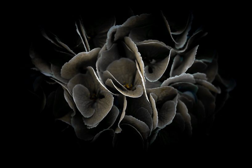 Hydrangea cuddles by Foto Studio Labie