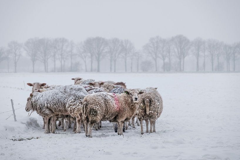 Schafe in einer Herde im Schnee von jan van de ven