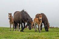 Dartmoor-Pferde mit Fohlen in der englischen Dartmoor-Landschaft von Elles Rijsdijk Miniaturansicht