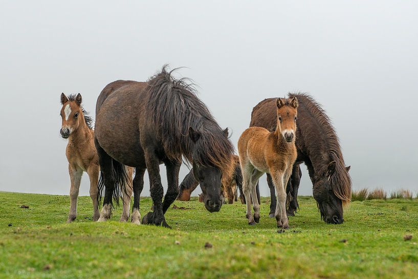 Dartmoor-Pferde mit Fohlen in der englischen Dartmoor-Landschaft von Elles Rijsdijk
