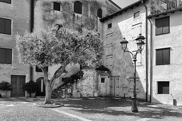 Der Olivenbaum in Grado an der Adria von Angelika Stern