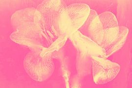 2 freesias in ice cream in orange