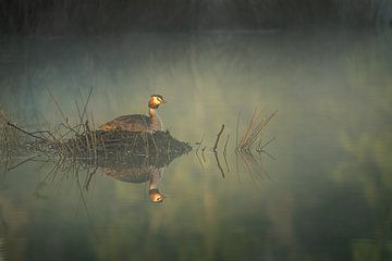 Broedende fuut tijdens de zonsopkomst van John van de Gazelle fotografie