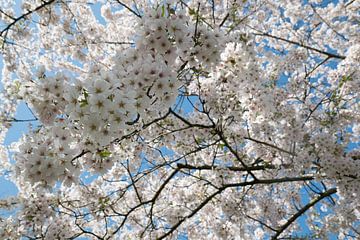 Blossom Park Amsterdam Forest by Marieke van de Velde