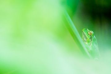 Tree frog in green. by Danny Slijfer Natuurfotografie