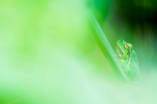Grenouille arboricole en vert.