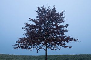 Arbre dans la brume