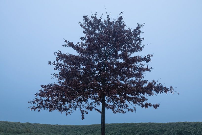 Boom in de Mist van Zwoele Plaatjes