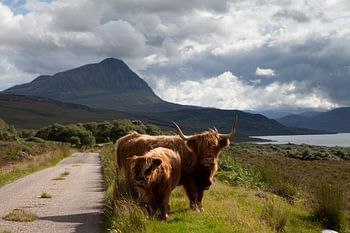 koe, Schotse Hooglanders