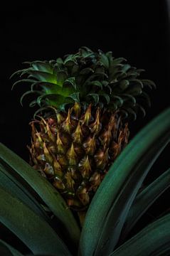 ananasplant (1) van Rob Burgwal