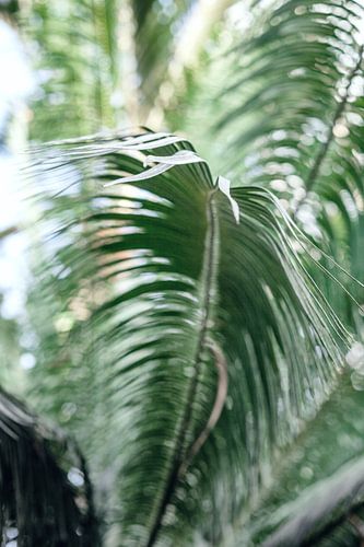 Palmbladeren tegen het licht