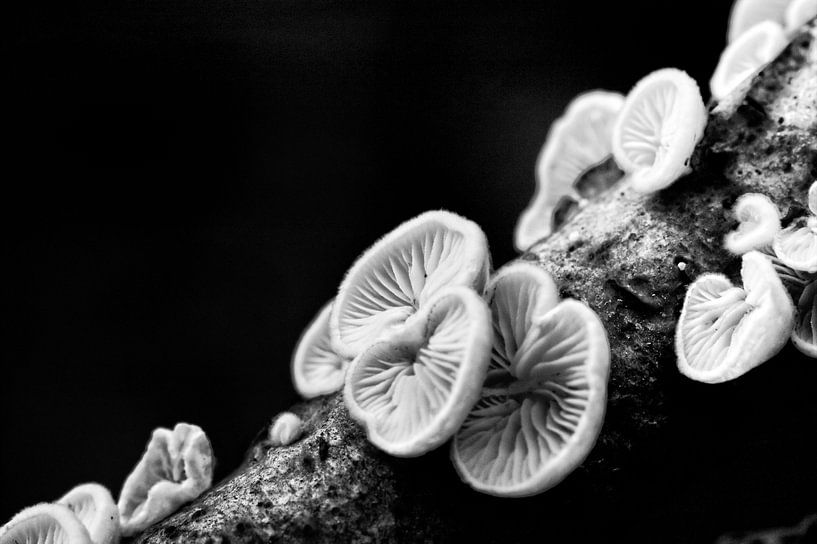 Oorzwammetjes in zwart wit by Frouwkje Fotografie