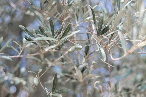 Olijven van Vita Dei Normanni