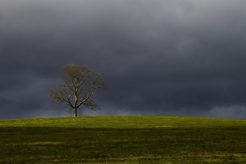 Tree on the height by Silvana Rücker