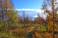 Sunrise atmosphere in autumnal Swedish Lapland