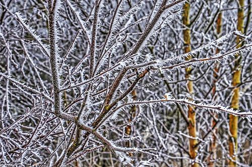 Frosted branches