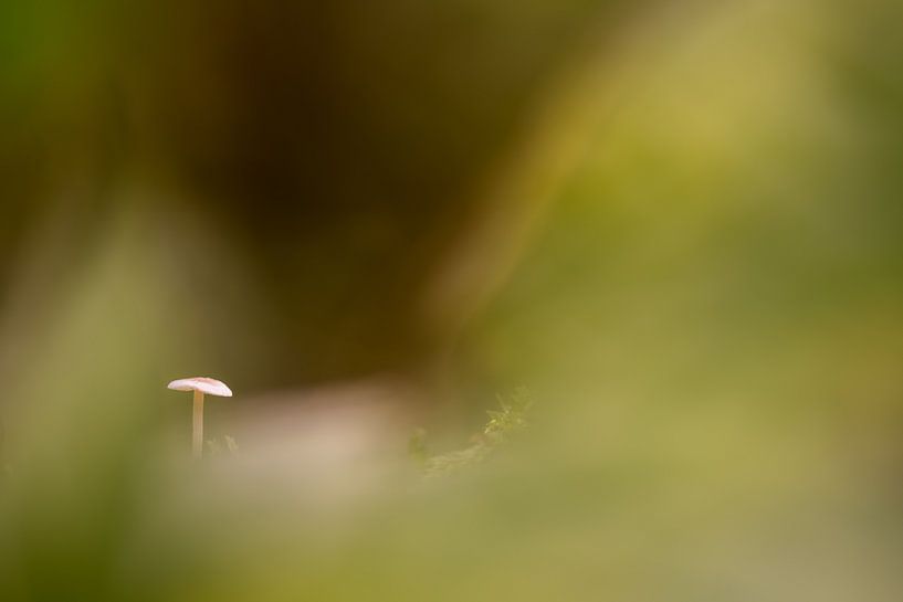 Un petit champignon dans la forêt par Marcel Derweduwen