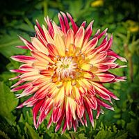 Dahlia