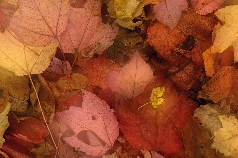 Autumn by Loulou Beavers