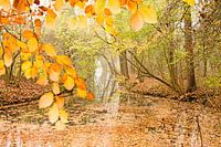 Herfstbeeld