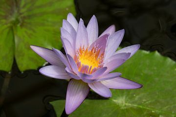 Blauwe Lotus bloem in de vijver met groene bladeren   van Frans Rombout