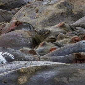 Famille d'hippopotames dans le cratère du Ngorongoro sur Bart Hendriks