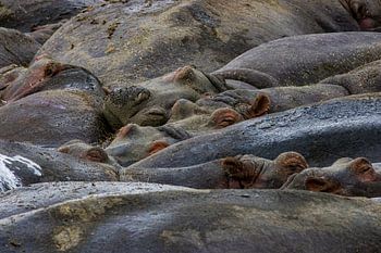 Familie Nilpferd im Ngorongoro-Krater