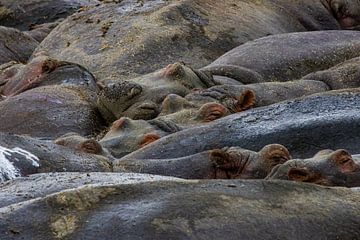 Famille d'hippopotames dans le cratère du Ngorongoro sur Bart Hendriks