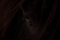 Exmoor pony (Equus ferus caballus) van Eric Wander thumbnail