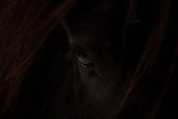 Exmoor-Pony (Equus ferus caballus) von Eric Wander