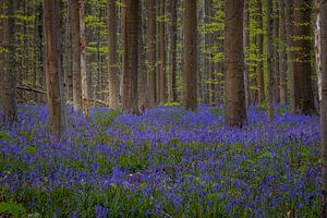 Les fleurs de Bluebell (Hyacinthoides non-scripta) couvrent la forêt